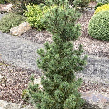 Pinus strobus 'Diggy' 