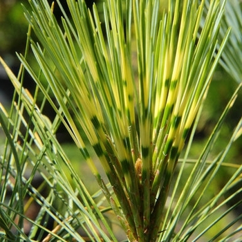 Pinus wallichiana 'Zebrina' 