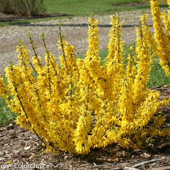 Forsythia x intermedia Show Off® 'Sugar Baby®'