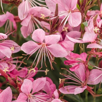 Gaura lindheimeri 'Karalee® Petite Pink'