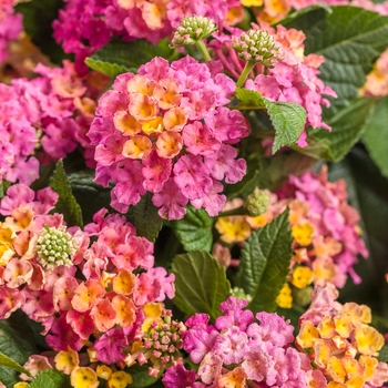 Lantana camara 'DLANTAN95' 