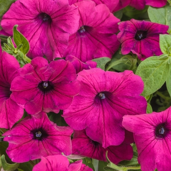 Petunia 'Inpetroyma' PP29811, Can PBRAF