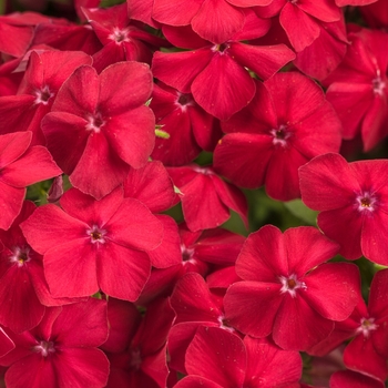 Phlox 'Red Hot' 