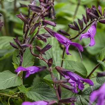 Salvia Rockin'® 'Deep Purple'