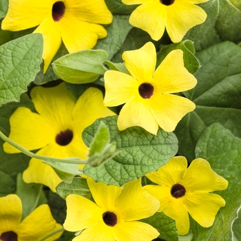 Thunbergia alata 'Lemon A-Peel®'