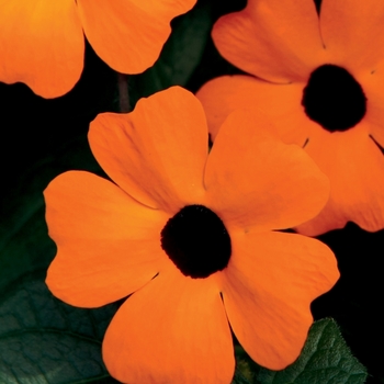 Thunbergia alata 'Orange A-Peel®'