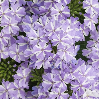 Verbena Superbena® 'Stormburst'