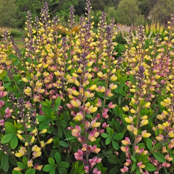 Baptisia 'Pink Lemonade' PPAF