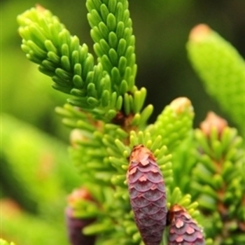 Picea orientalis 'Nutans' 