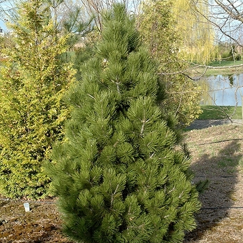 Pinus heldreichii 'Malink' 