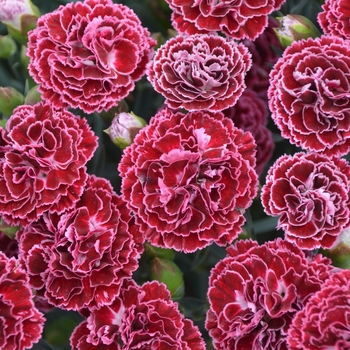 Dianthus Fruit Punch® Cherry Vanilla