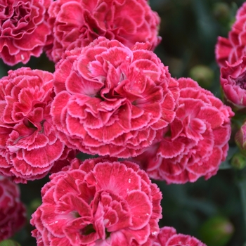 Dianthus 'Raspberry Ruffles' 