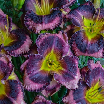 Hemerocallis Rainbow Rhythm® 'Storm Shelter'