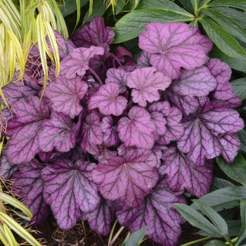 Heuchera 'Wild Rose' 