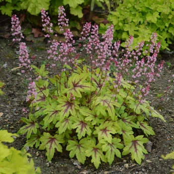 Heucherella Fun and Games® 'Eye Spy'