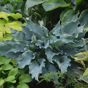 Hosta 'Waterslide' PPAF