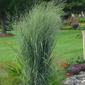 Panicum virgatum 'Totem Pole' 