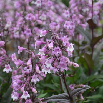 Penstemon 'Midnight Masquerade' PP29603, Can PBRAF