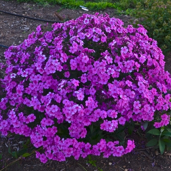 Phlox 'Cloudburst' PPAF, Can PBRAF