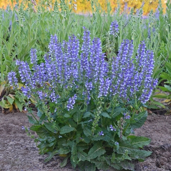 Salvia 'Azure Snow' PPAF, Can PBRAF