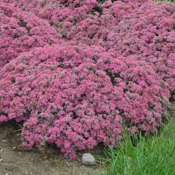 Sedum Rock 'N Grow® 'Popstar'