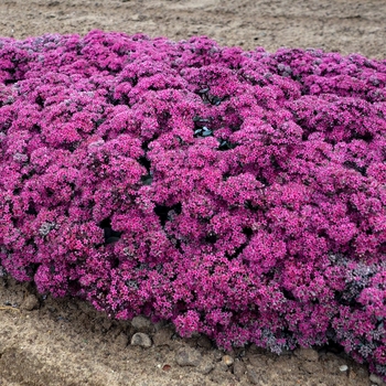 Sedum Rock 'N Grow® 'Superstar'