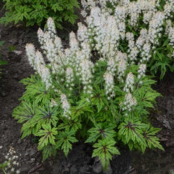 Tiarella 'Cutting Edge' PPAF