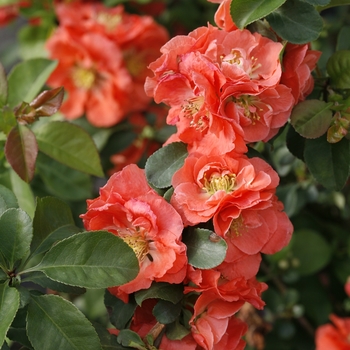 Chaenomeles speciosa Double Take® 'Peach'