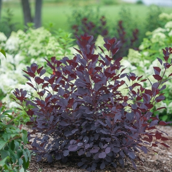 Cotinus coggygria 'Winecraft Black®' (120517)