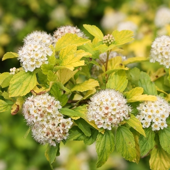 Physocarpus opulifolius 'Bert Dart's G' PP26246