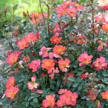 Rosa 'Oso Easy Hot Paprika®'