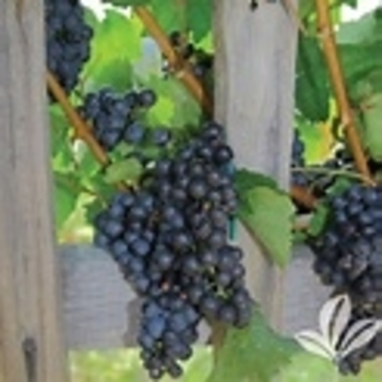 Vitis labrusca 'Champanel' 