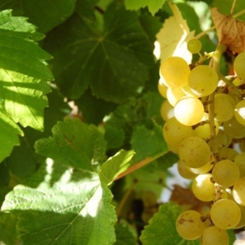 Vitis labrusca 'Blanc du Bois' 