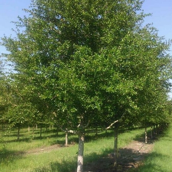 Quercus virginiana 'Cathedral Oak™' 