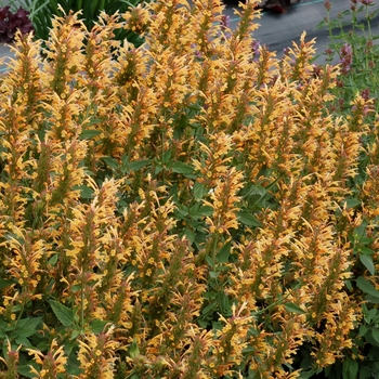 Agastache Kudos™ 'Gold'