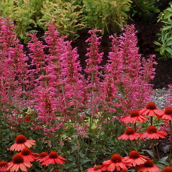 Agastache 'Morello' 