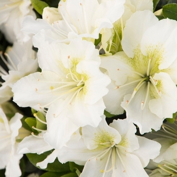 Rhododendron 'Maishchnee' 