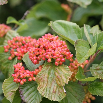 Viburnum dilatatum 'Tandoori Orange®'