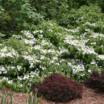 Viburnum plicatum var. tomentosum 'SMVPTFD' PP29553, Can PBRAF