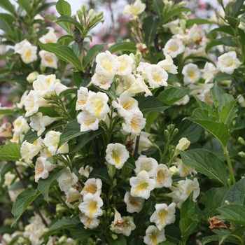 Weigela florida 'Czechmark Sunny Side Up®'