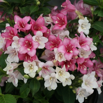 Weigela florida 'VUKOZGemini' 