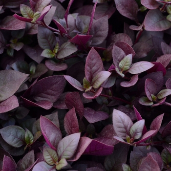 Alternanthera 'Plum Dandy™'