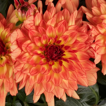 Dahlia 'Grande Tequila' 