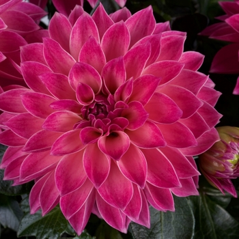 Dahlia 'Midi Ibiza' 