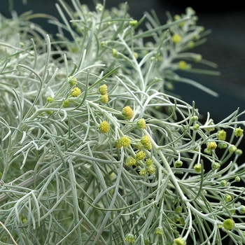 Artemisia mauiensis 'Silver' 