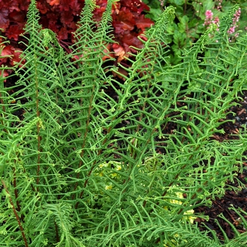 Athyrium filix-femina 'Dre's Dagger'