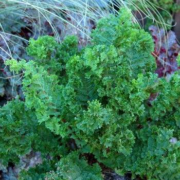 Athyrium filix-femina 'Lady in Lace'