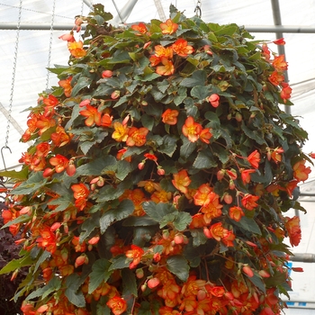Begonia 'Citra' PPAF