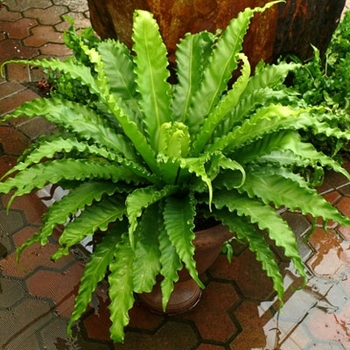Asplenium antiquum 'Victoria' 