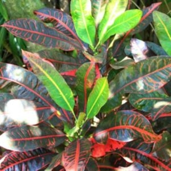 Codiaeum variegatum 'Congo' 